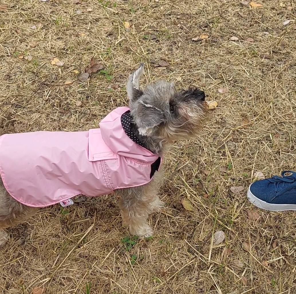 Capas para perro - Image 5